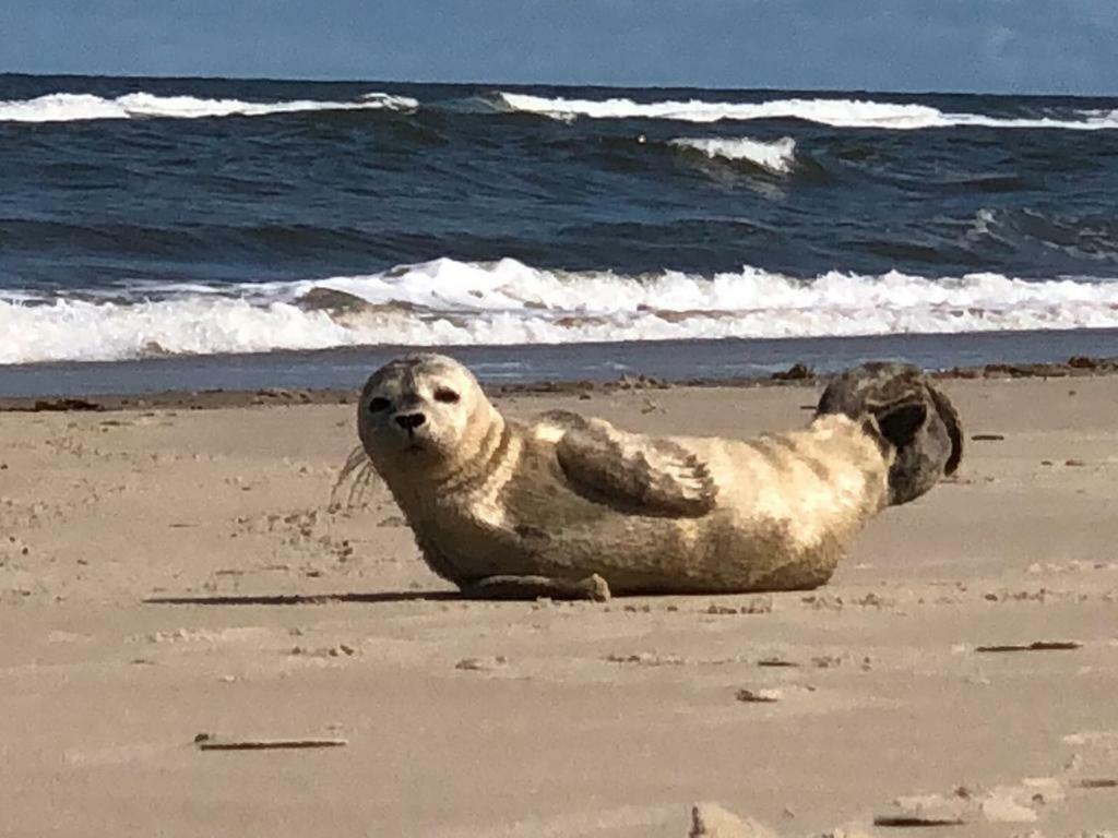 Meerzeit Norderney Exteriör bild